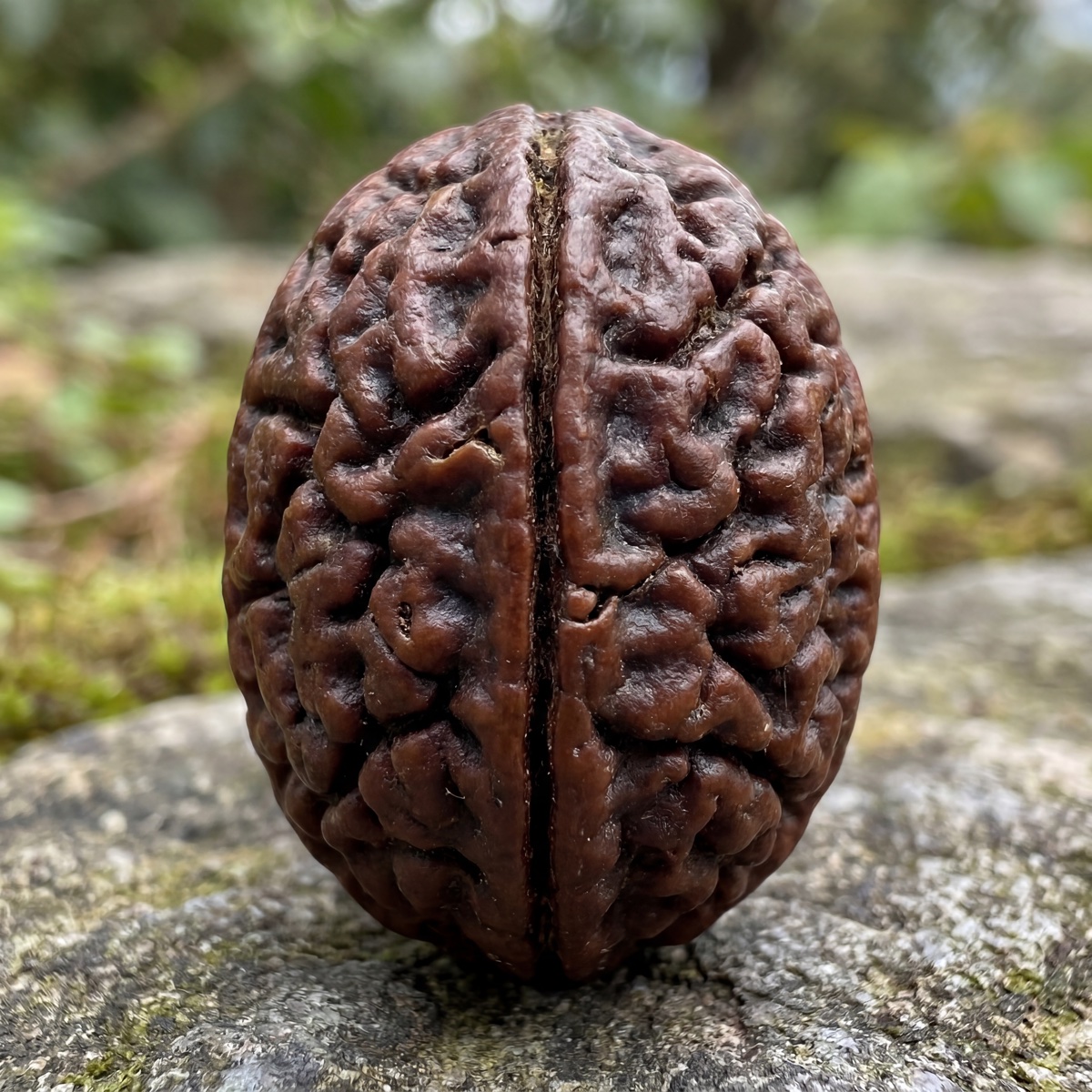 1 Mukhi Rudraksha