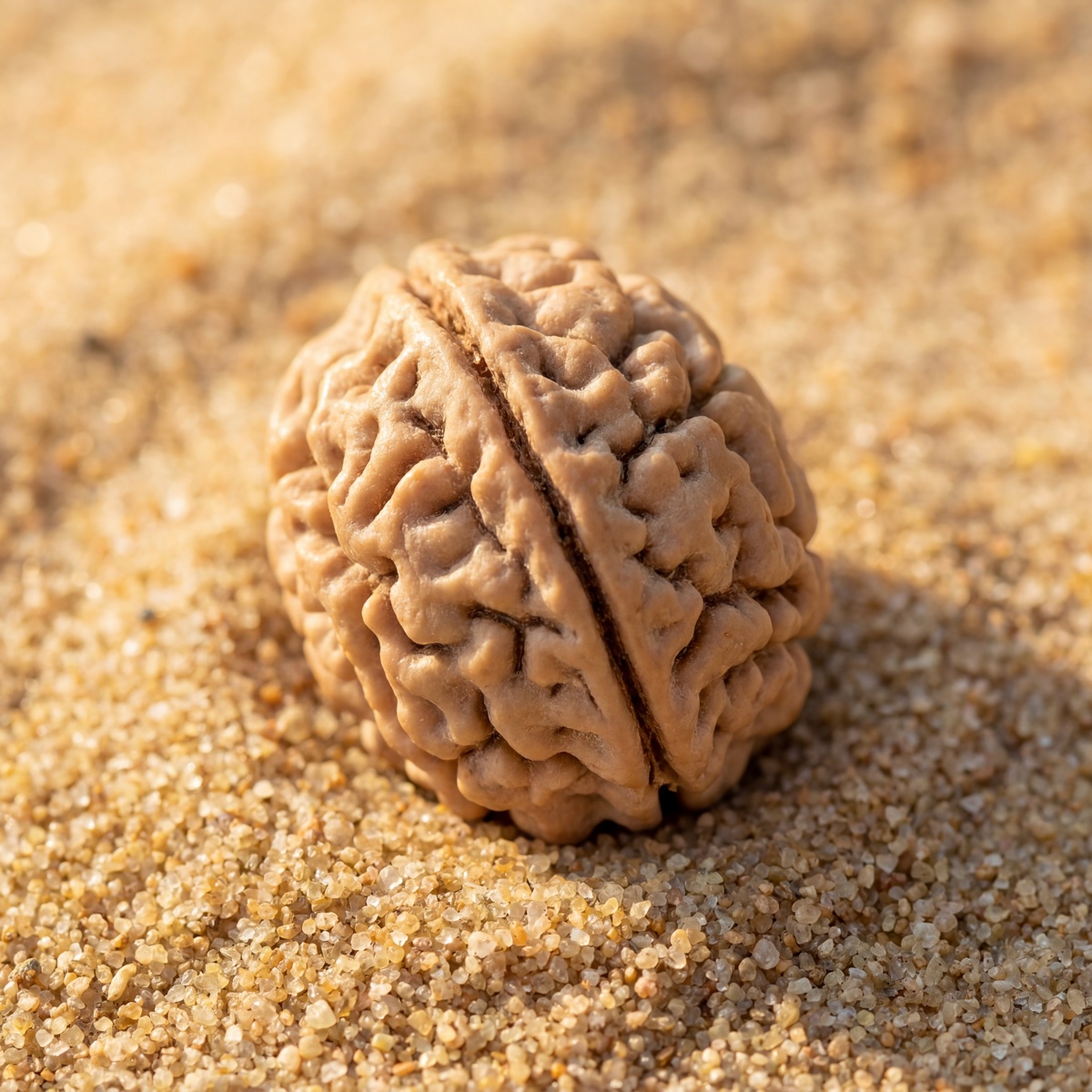 2 Mukhi Rudraksha