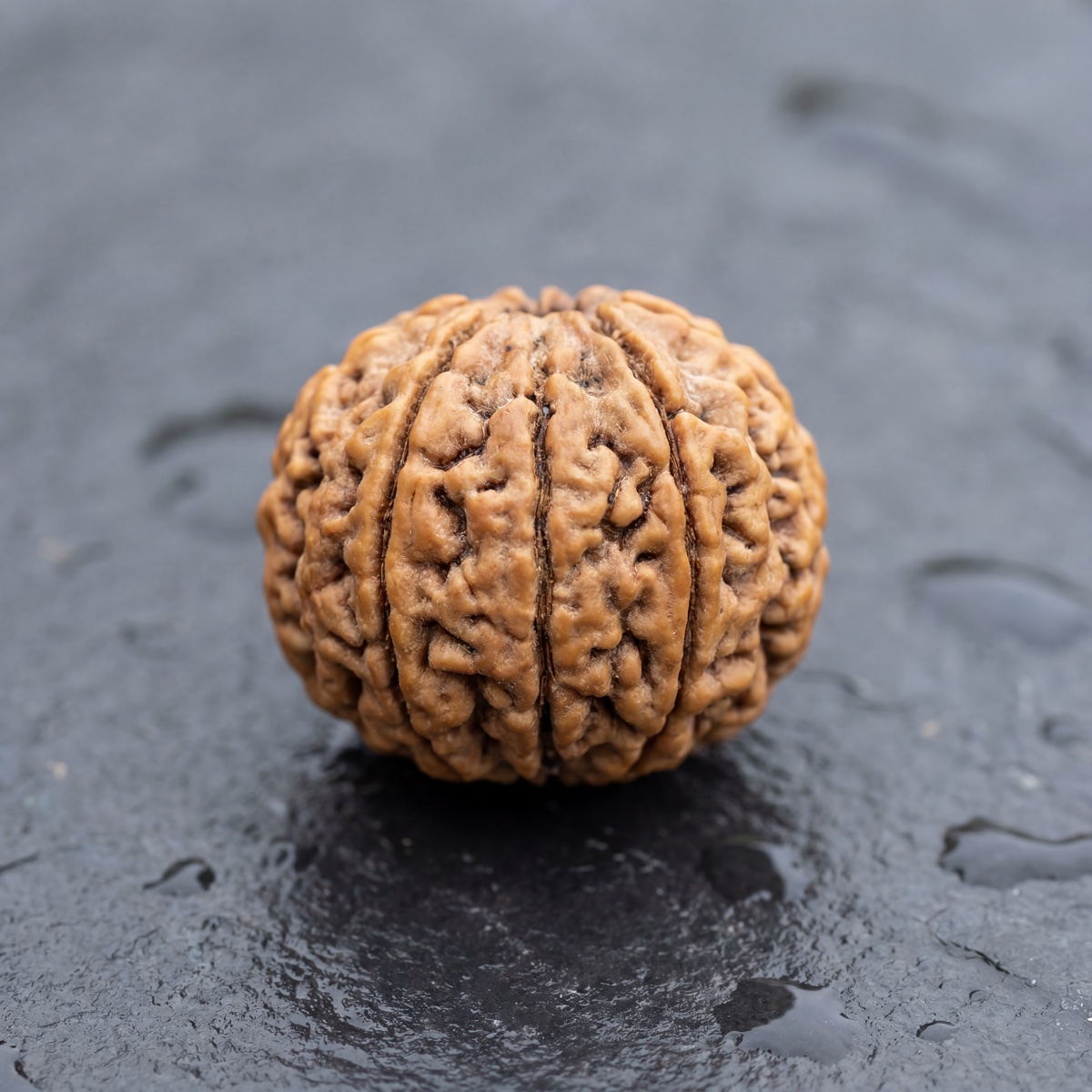 5 Mukhi Rudraksha