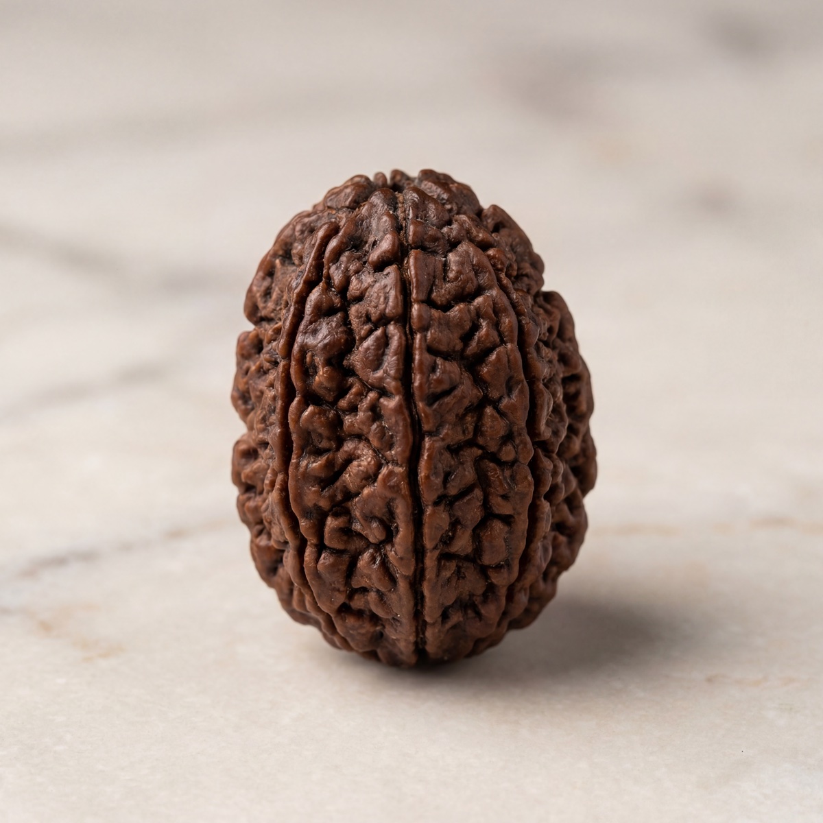 12 Mukhi Rudraksha