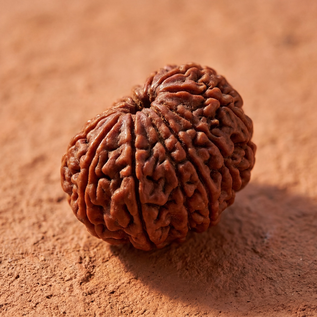 13 Mukhi Rudraksha