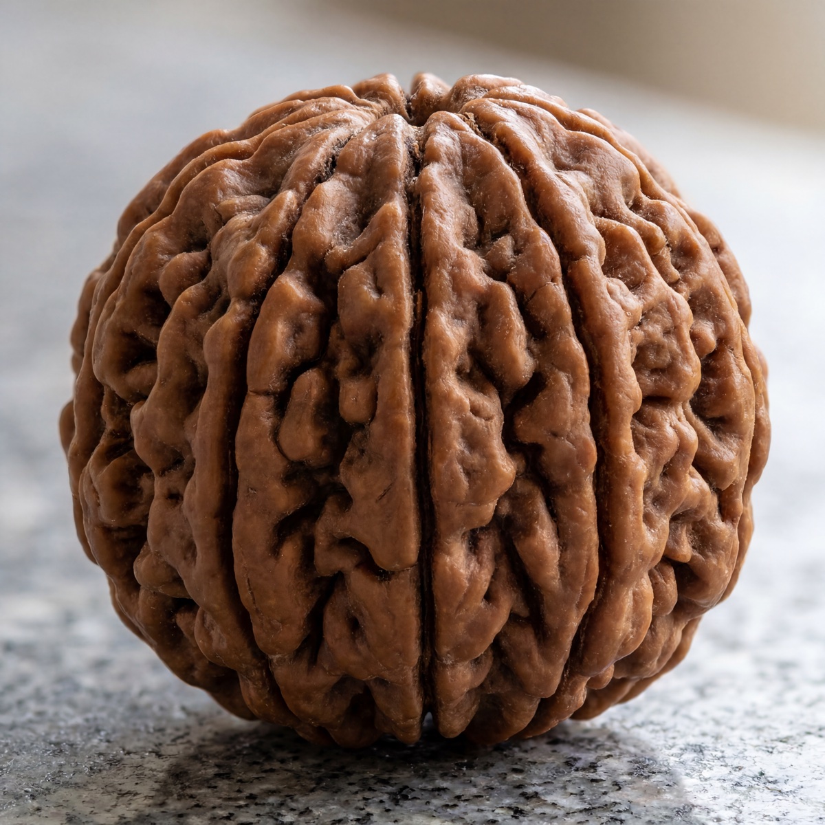 16 Mukhi Rudraksha