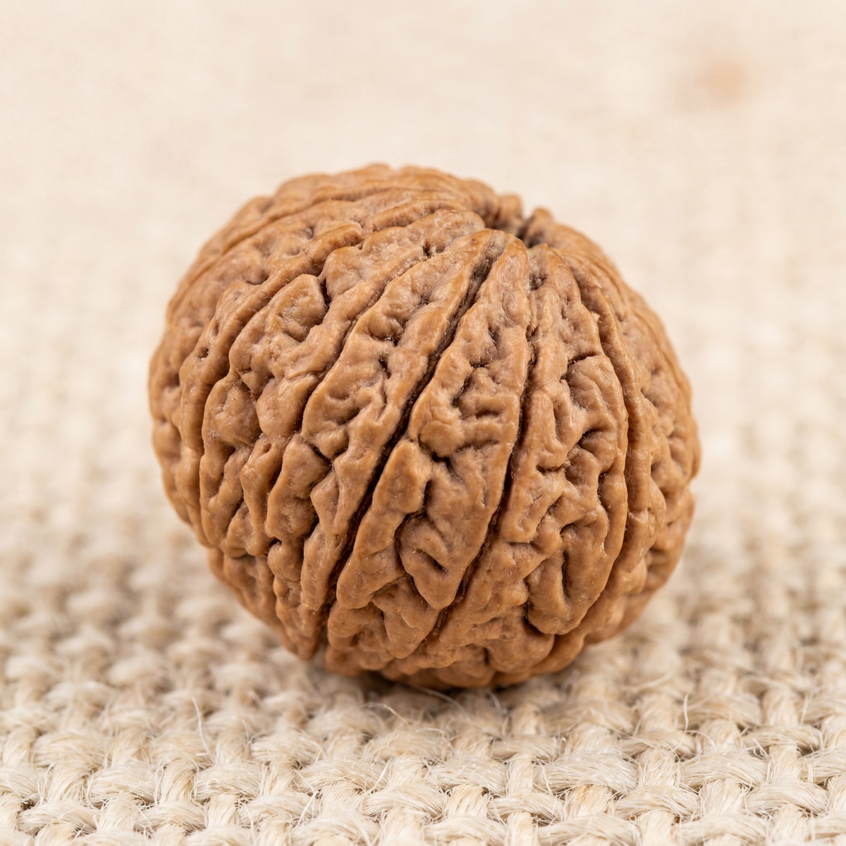 17 Mukhi Rudraksha