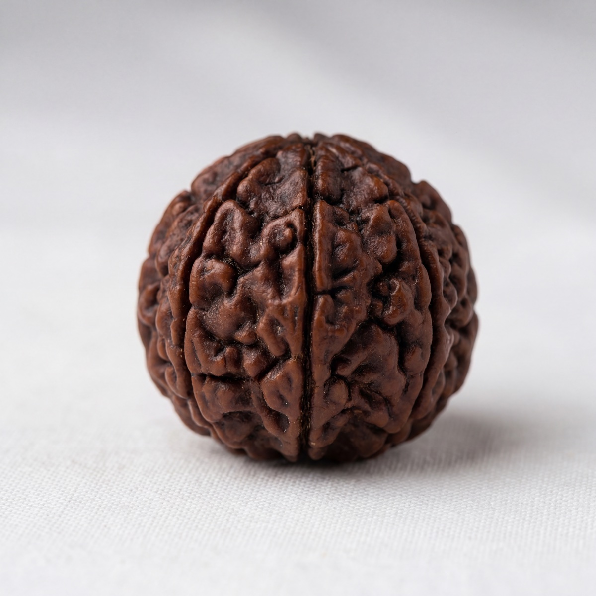 20 Mukhi Rudraksha