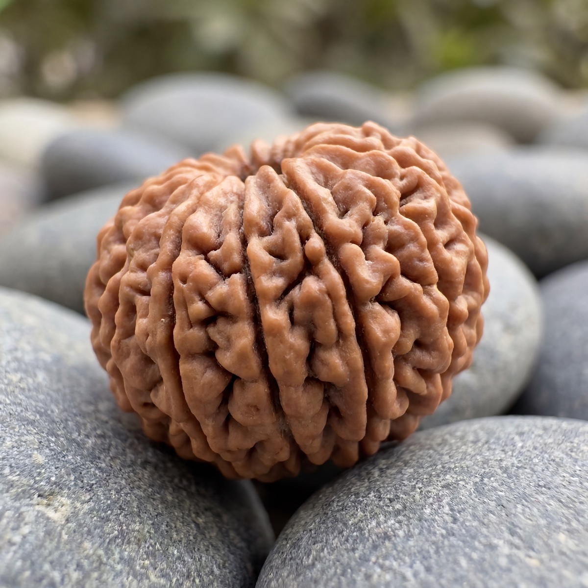 21 Mukhi Rudraksha